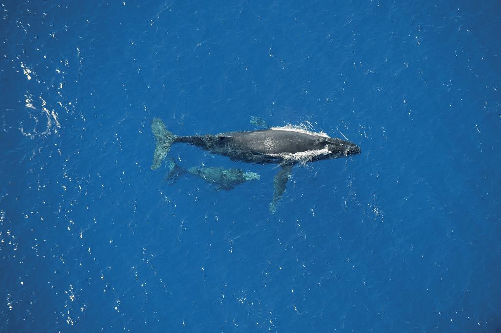Villa O'rizon Bleu - Piscine XXL et vue Océan - 18