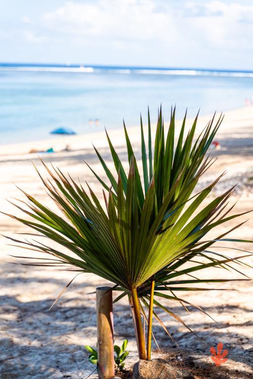 Le Paradis des Letchis - Piscine XXL, L'ermitage - 19