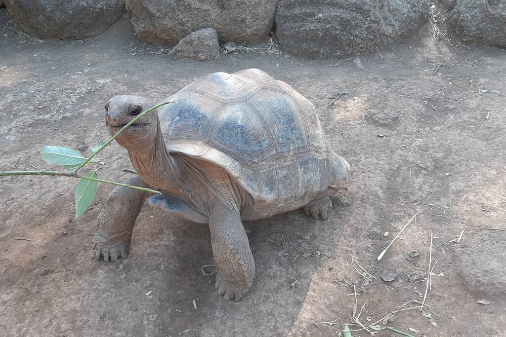 Le Kazuarina · Superbe ! Le Kazuarina, beau F3 à 50m du lagon - 38